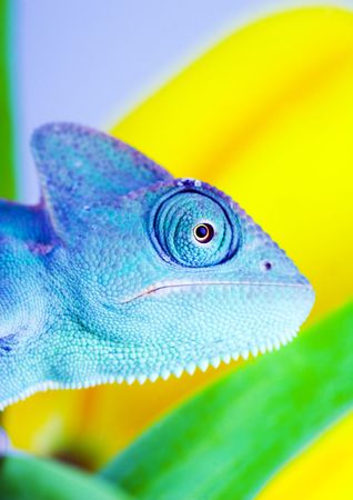 Chameleon on tulipの写真素材