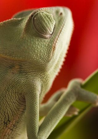 Chamelonの写真素材