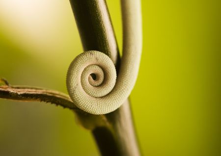 Greenの写真素材