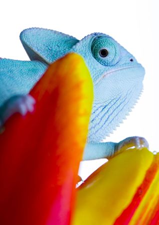 Chamelonの写真素材