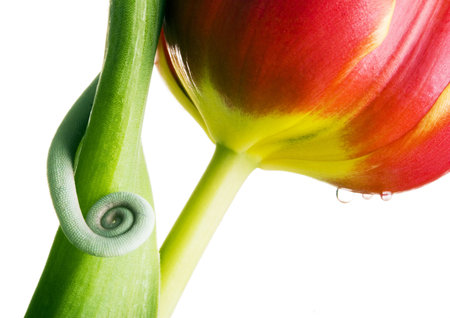 Chameleon on tulipの写真素材