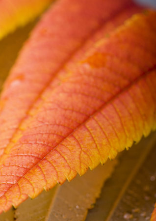 Colourful leaves