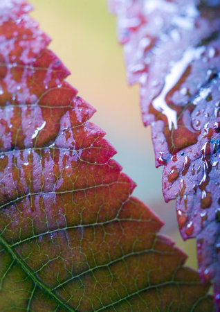 Wet leaves