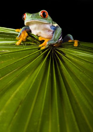 Red eyed tree frogの写真素材