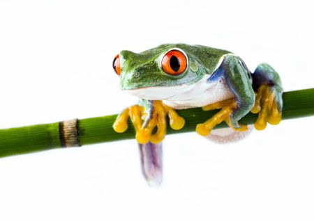 Crazy frogの写真素材