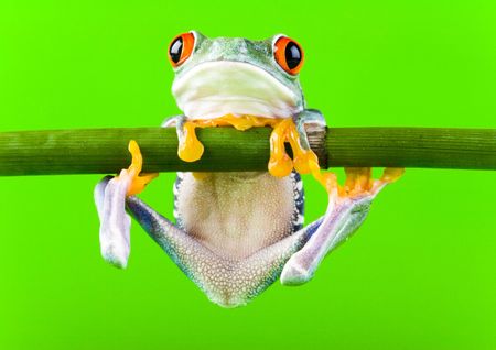 Frogの写真素材