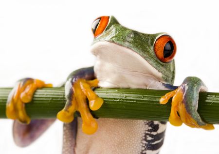 Red eyed tree frogの写真素材