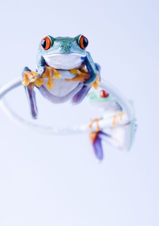 Crazy frogの写真素材