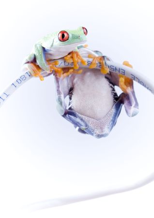 Net frogの写真素材