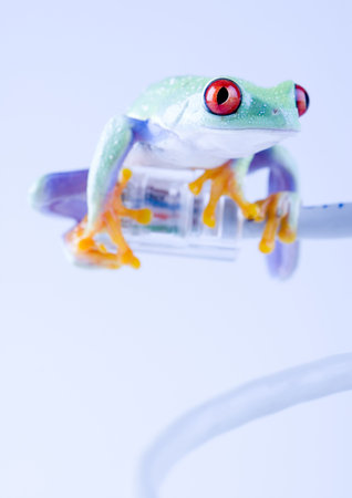 Internet frog