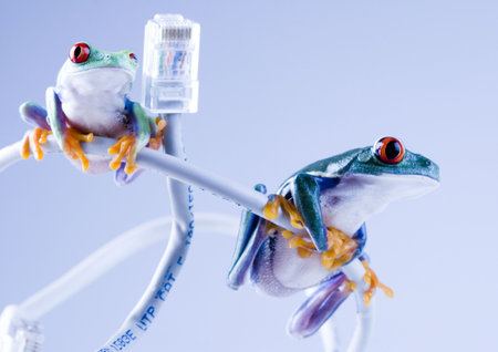 Web frog