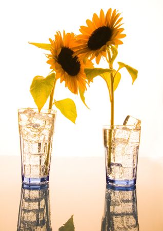 Helianthusの写真素材