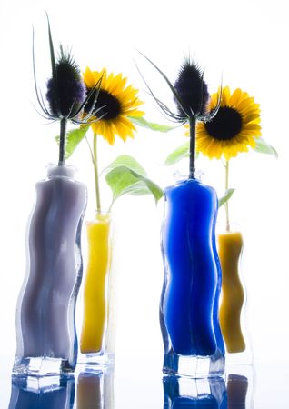 Helianthus and thistlesの写真素材