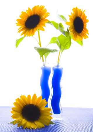 Helianthusの写真素材