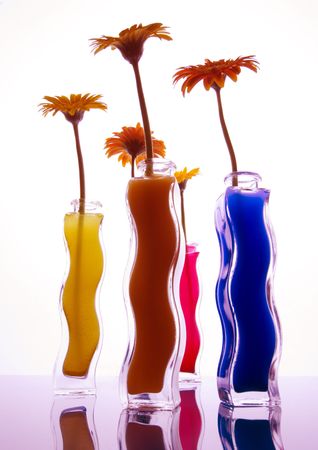 Gerberaの写真素材