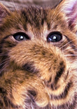 Kittyの写真素材