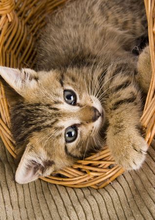 Kittyの写真素材