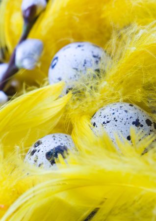 Easter Eggsの写真素材