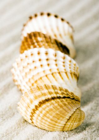 Shellsの写真素材
