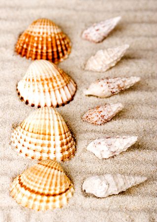 Shellsの写真素材