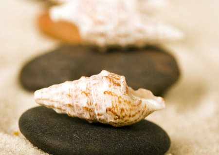 Shells