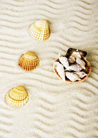 Shellsの写真素材