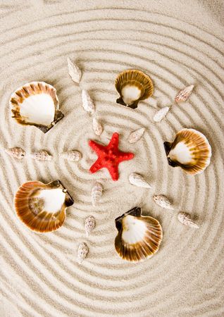 Shellsの写真素材