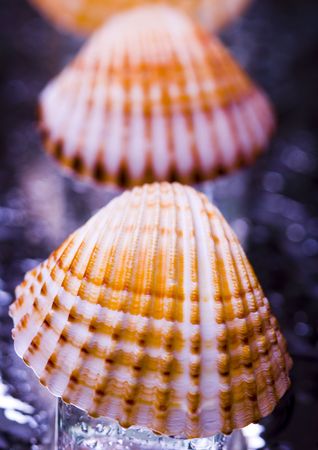 Shellsの写真素材