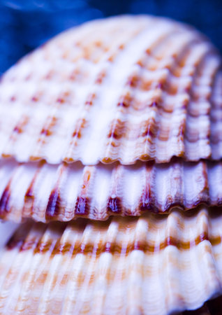 Shells