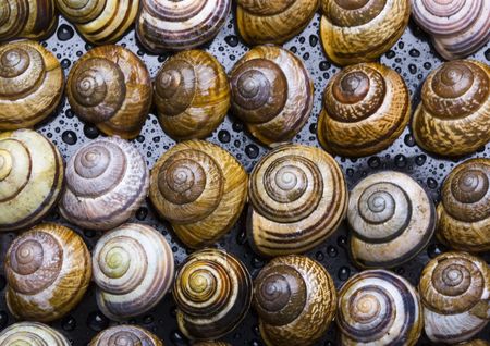 Shellsの写真素材