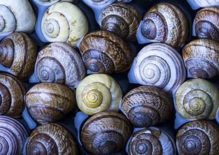 Shellsの写真素材