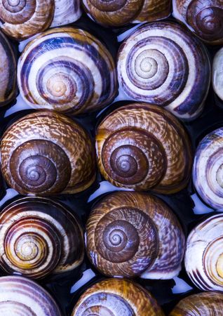 Shellsの写真素材