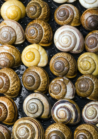 Shells