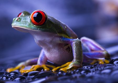 Red eye frogの写真素材