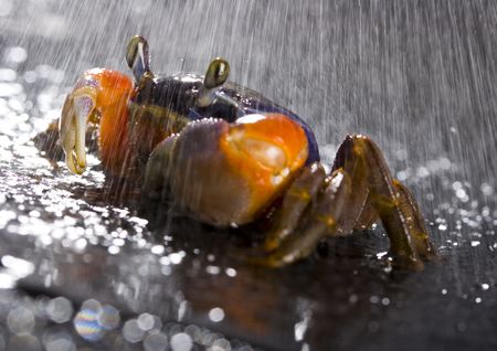 Crab in the rainの写真素材