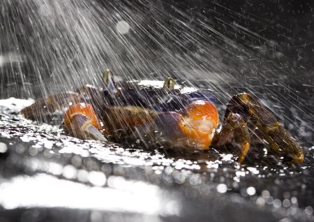 Crab in the rainの写真素材