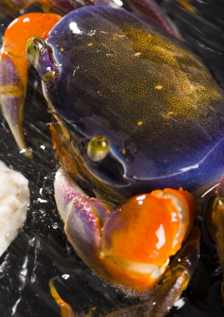 Crab in the rainの写真素材