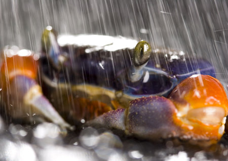 Crab in the rainの写真素材