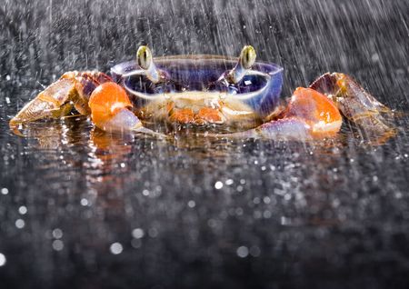 Crab in the rainの写真素材