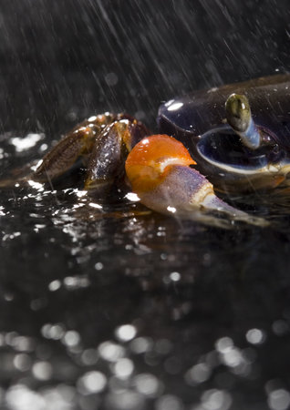 Crab in the rainの写真素材