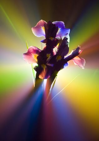 Iris (Iris L., Cryptobasis Nevski) - genus in the family Iridaceae. Various wild appear in Northern hemisphere.の写真素材