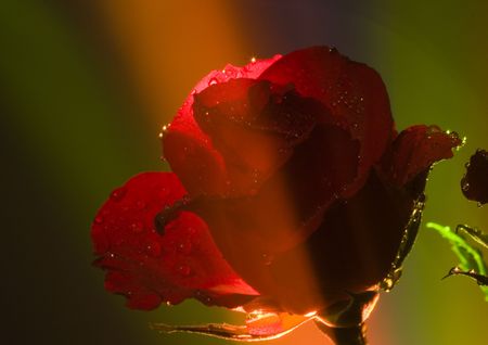 Rose (Rosa), a kind of flower which belongs to the rose-like family, includes over 200 species (according to some researchers up to a few thousands) bushes, which can be found in temperate and warm areas of the northern hemisphere.の写真素材