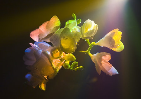 Freesia