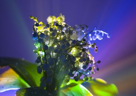 Convallaria majalisの写真素材