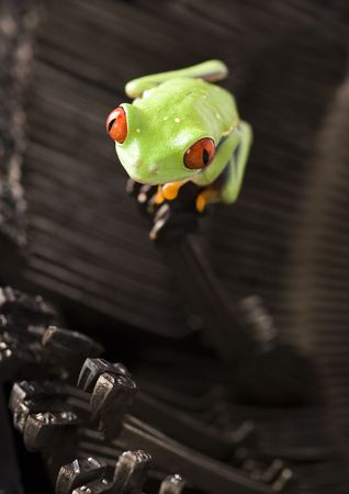 Frog - small animal with smooth skin and long legs that are used for jumping.の写真素材