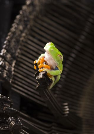 Frog - small animal with smooth skin and long legs that are used for jumping.の写真素材