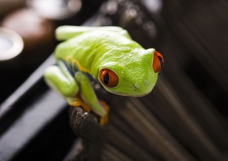 Frog - small animal with smooth skin and long legs that are used for jumping.の写真素材