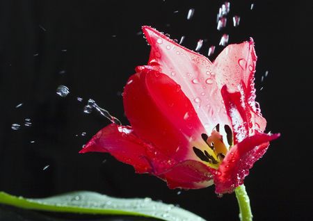 Tulips (Tulipa L., Amana ) - A brightly-coloured flower, shaped like a small cup, that grows from a bulb in the spring.の写真素材
