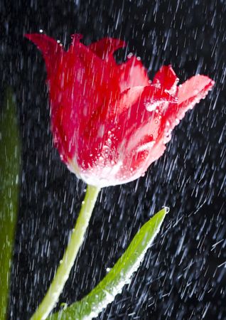 Tulips (Tulipa L., Amana ) - A brightly-coloured flower, shaped like a small cup, that grows from a bulb in the spring.の写真素材