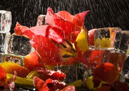 Tulips (Tulipa L., Amana ) - A brightly-coloured flower, shaped like a small cup, that grows from a bulb in the spring.の写真素材